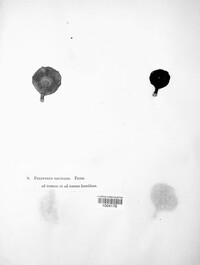 Lentinus brumalis image